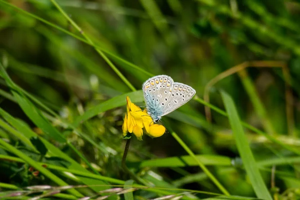 Papillon Bleu Commun Polyommatus Icarus Assis Sur Une Fleur Jaune — Photo