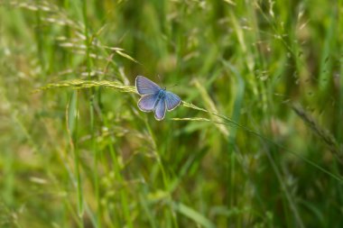 Mazarine Mazarine mavisi (siyaniris semiargus) İsviçre 'nin Zürih şehrinde bir çimlerin üzerinde oturan kelebek.