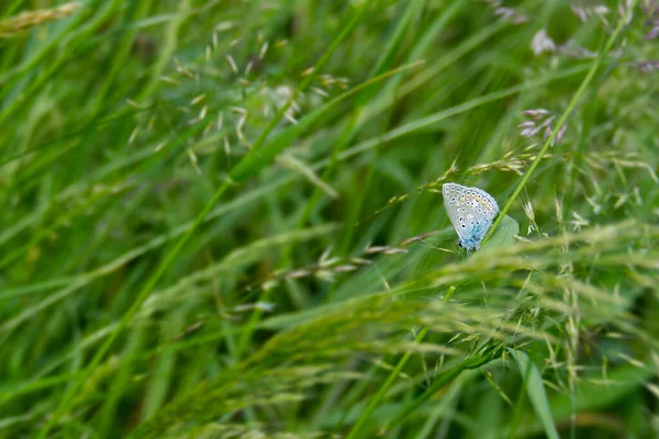 Κοινό Μπλε Polyommatus Icarus Πεταλούδα Κάθεται Μια Λεπίδα Του Χόρτου — Φωτογραφία Αρχείου