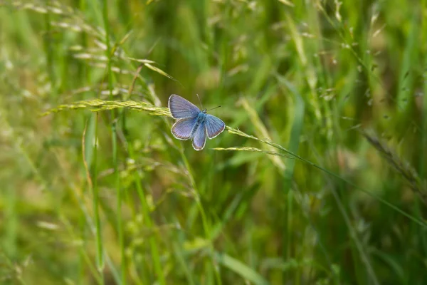 Männlicher Mazarinblau Cyaniris Semiargus Schmetterling Sitzt Auf Einem Grashalm Zürich — Stockfoto