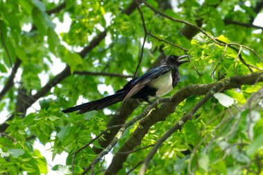 İsviçre 'nin Zürih kentindeki bir ağacın dalında oturan Avrasya Saksağanı (Pica pica)
