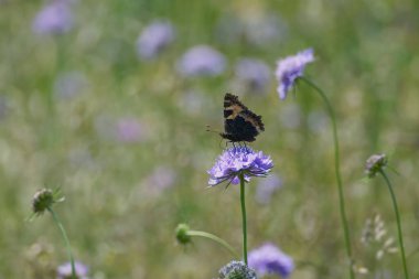 Küçük Kaplumbağa Kelebeği (Aglais urticae) İsviçre 'nin Zürih şehrinde küçük bir kabuğun üzerinde oturuyor.