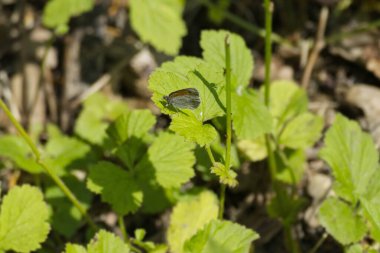 Küçük Heath (Coenonympha pamphilus) İsviçre 'nin Zürih şehrinde yeşil bir yaprağın üzerinde oturan kelebek