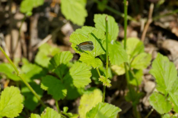 Malý Motýl Heath Coenonympha Pamphilus Sedící Zeleném Listu Curychu Švýcarsko — Stock fotografie
