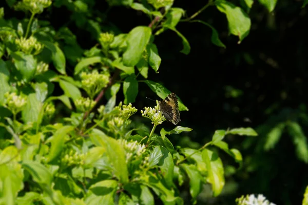 Pequeña Mariposa Tortuga Aglais Urticae Sentada Una Planta Verde Zurich — Foto de Stock