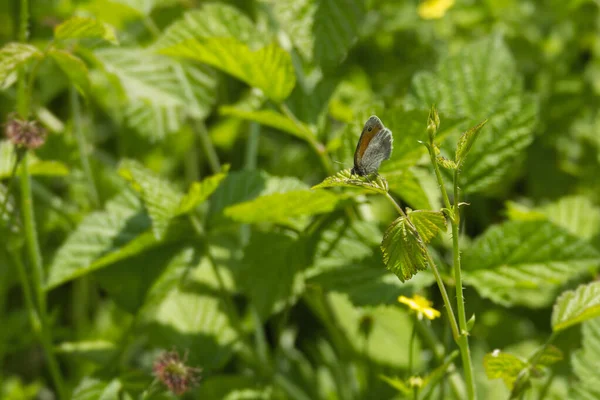 Petit Papillon Bruyère Coenonympha Pamphilus Assis Sur Une Feuille Verte — Photo