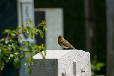 Zürih, İsviçre 'de bir taşın üzerinde oturan Avrupa bülbülü (Erithacus rubecula)