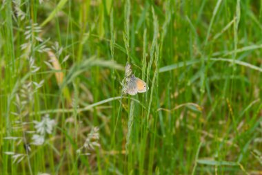 Küçük Heath (Coenonympha pamphilus) İsviçre 'nin Zürih şehrinde bir çim uçunda oturan kelebek.