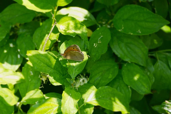 メドウブラウン マニオラ ユルティナ スイスのチューリッヒにある緑の葉の上に座っている蝶 — ストック写真