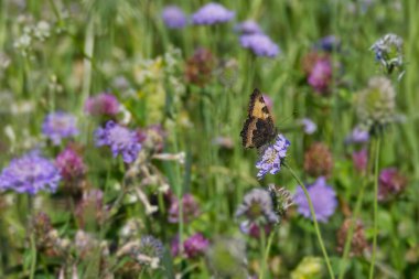 Küçük Kaplumbağa Kelebeği (Aglais urticae) İsviçre 'nin Zürih şehrinde küçük bir kabuğun üzerinde oturuyor.