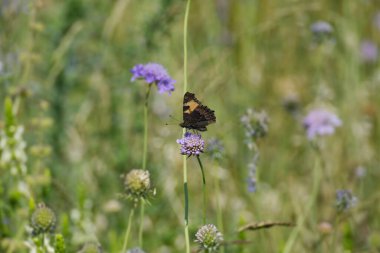 Küçük Kaplumbağa Kelebeği (Aglais urticae) İsviçre 'nin Zürih şehrinde küçük bir kabuğun üzerinde oturuyor.