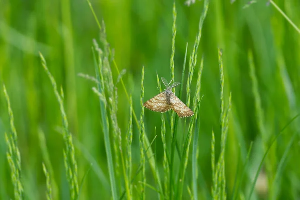 瑞士苏黎世市 生活在一片草叶上的雄蛾 栖息在一片草叶上 — 图库照片