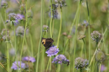 Küçük Kaplumbağa Kelebeği (Aglais urticae) İsviçre 'nin Zürih şehrinde küçük bir kabuğun üzerinde oturuyor.