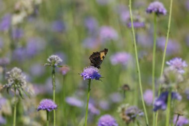 Küçük Kaplumbağa Kelebeği (Aglais urticae) İsviçre 'nin Zürih şehrinde küçük bir kabuğun üzerinde oturuyor.