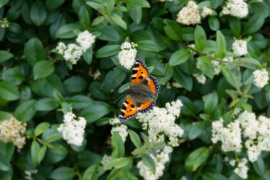 İsviçre, Zürih 'te çiçek açan bir çitin üzerinde oturan küçük Kaplumbağa Kabuğu Kelebeği (Aglais urticae)