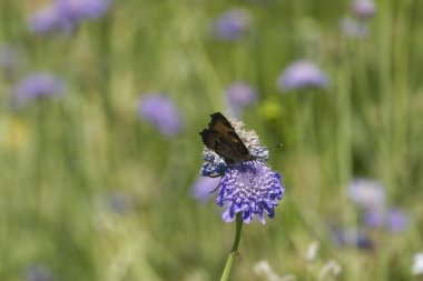 Küçük Kaplumbağa Kelebeği (Aglais urticae) İsviçre 'nin Zürih şehrinde küçük bir kabuğun üzerinde oturuyor.