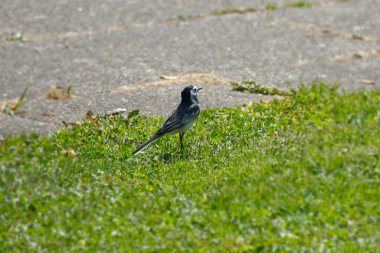 Beyaz kuyruklu (Motacilla alba) İsviçre, Zürih 'te çimlerin üzerinde oturuyor
