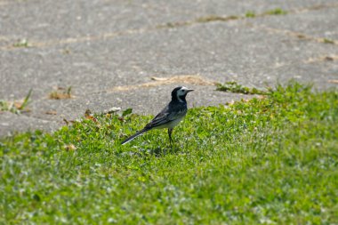 Beyaz kuyruklu (Motacilla alba) İsviçre, Zürih 'te çimlerin üzerinde oturuyor