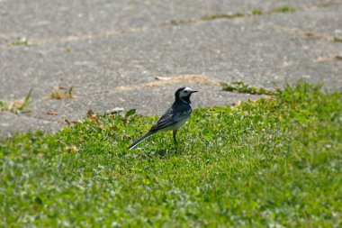 Beyaz kuyruklu (Motacilla alba) İsviçre, Zürih 'te çimlerin üzerinde oturuyor
