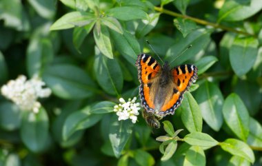 İsviçre, Zürih 'te çiçek açan bir çitin üzerinde oturan küçük Kaplumbağa Kabuğu Kelebeği (Aglais urticae)