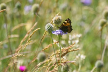 Küçük Kaplumbağa Kelebeği (Aglais urticae) İsviçre 'nin Zürih şehrinde küçük bir kabuğun üzerinde oturuyor.