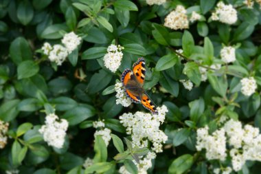 İsviçre, Zürih 'te çiçek açan bir çitin üzerinde oturan küçük Kaplumbağa Kabuğu Kelebeği (Aglais urticae)