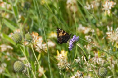 Küçük Kaplumbağa Kelebeği (Aglais urticae) İsviçre 'nin Zürih şehrinde küçük bir kabuğun üzerinde oturuyor.