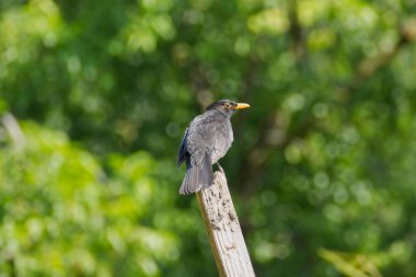 İsviçre, Zürih 'te tahta kütüğün üzerinde oturan erkek Avrasya karatavuğu (Turdus merula)