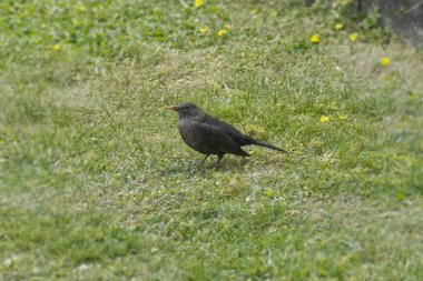 İsviçre 'nin Zürih kentinde çimlerin üzerinde oturan dişi Avrasya karatavuğu (Turdus merula)