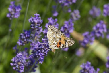 Boyalı Kadın (Vanessa Cardui) kelebek İsviçre 'nin Zürih şehrinde lavantanın üzerine tünedi