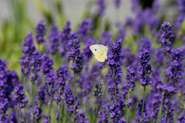 Küçük beyaz kelebek (Pieris rapae) İsviçre, Zürih 'te lavanta üzerine tünemiştir.