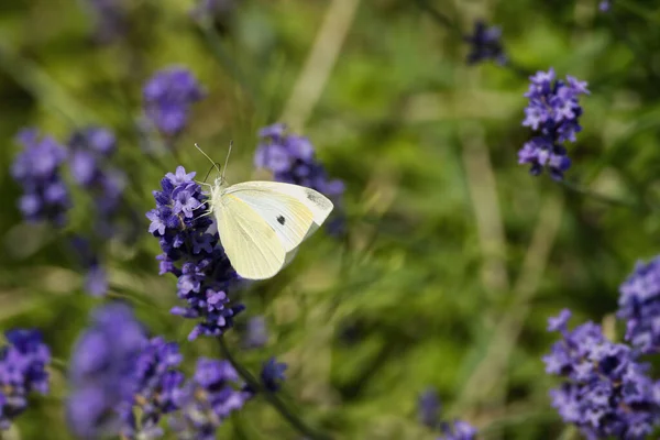 Küçük beyaz kelebek (Pieris rapae) İsviçre, Zürih 'te lavanta üzerine tünemiştir.