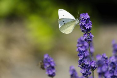 Küçük beyaz kelebek (Pieris rapae) İsviçre, Zürih 'te lavanta üzerine tünemiştir.