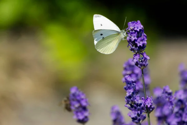 Μικρή Λευκή Πεταλούδα Pieris Rapae Σκαρφαλωμένη Λεβάντα Στη Ζυρίχη Ελβετία — Φωτογραφία Αρχείου