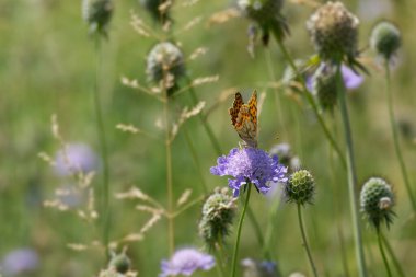 İspanya Kraliçesi Fritillary (İssoria lathonia) kelebeği İsviçre 'nin Zürih şehrinde küçük bir kırışıklığın üzerinde oturuyor.