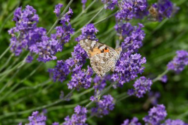 Boyalı Kadın (Vanessa Cardui) kelebek İsviçre 'nin Zürih şehrinde lavantanın üzerine tünedi