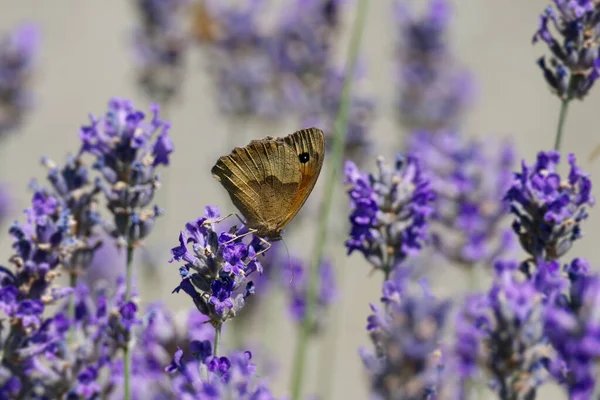 stock image Meadow brown (maniola jurtina) butterfly perched on lavender in Zurich, Switzerland