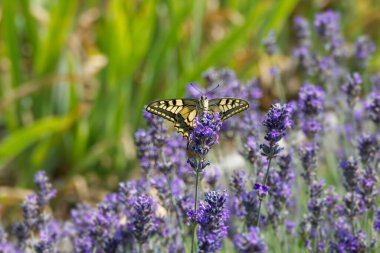 Eski Dünya Kırlangıç Kuyruğu (