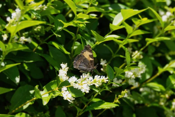 瑞士苏黎世 一只小乌龟 地狱蝴蝶 Aglais Urticae 坐在开花的树篱上 — 图库照片