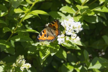 İsviçre, Zürih 'te çiçek açan bir çitin üzerinde oturan küçük Kaplumbağa Kabuğu Kelebeği (Aglais urticae)