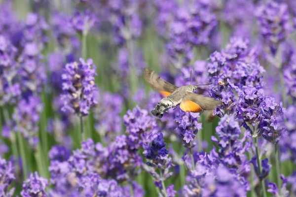 Sinekkuşu şahin güvesi (Macroglossum stellatarum) İsviçre 'nin Zürih kentinde uçuyor