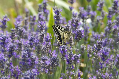 Eski Dünya Kırlangıç Kuyruğu (