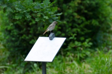 Juvenile Black Redstart (Phoenicurus ochruros) İsviçre 'nin Zürih kentinde bir metal tabelanın üzerinde oturuyor.