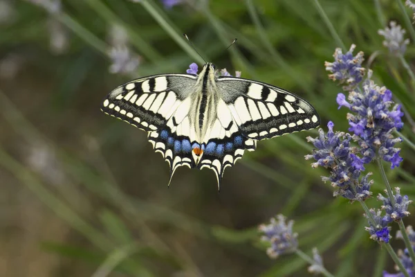 stock image Old World Swallowtail or common yellow swallowtail (Papilio machaon) sitting on lavender in Zurich, Switzerland