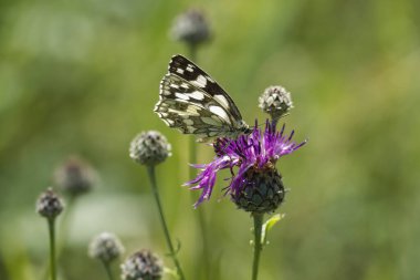 İsviçre, Zürih 'te pembe bir scabiosa üzerinde oturan Mermer Beyaz (Melanargia galaksisi) kelebek