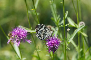 İsviçre, Zürih 'te pembe bir scabiosa üzerinde oturan Mermer Beyaz (Melanargia galaksisi) kelebek