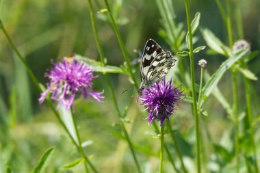 İsviçre, Zürih 'te pembe bir scabiosa üzerinde oturan Mermer Beyaz (Melanargia galaksisi) kelebek