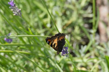 İsviçre 'nin Zürih kentindeki lavanta bitkisine tünemiş küçük kaplumbağa kabuğu kelebeği (Aglais urticae)