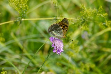 İsviçre 'nin Zürih şehrinde gümüş yıkanmış Fritiller Kelebeği (Argynnis paphia) küçük bir kabuğun üzerinde oturmaktadır.