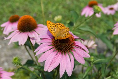 Silver-washed Fritillary (Argynnis paphia) butterfly sitting on a echinacea flower in Zurich, Switzerland